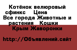 Котёнок велюровый сфинкс. › Цена ­ 15 000 - Все города Животные и растения » Кошки   . Крым,Жаворонки